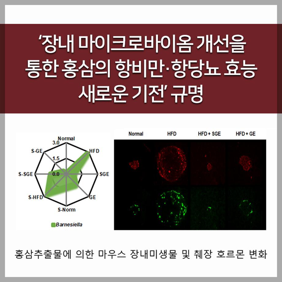 한국교통대 연구팀, ‘장내 마이크로바이옴 개선을 통한 홍삼의 항비만·항당뇨 효능 새로운 기전’ 규명