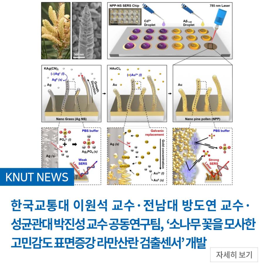 한국교통대 이원석 교수팀, 소나무 꽃을 모사한 ‘고민감도 표면증강 라만산란 검출센서’ 개발