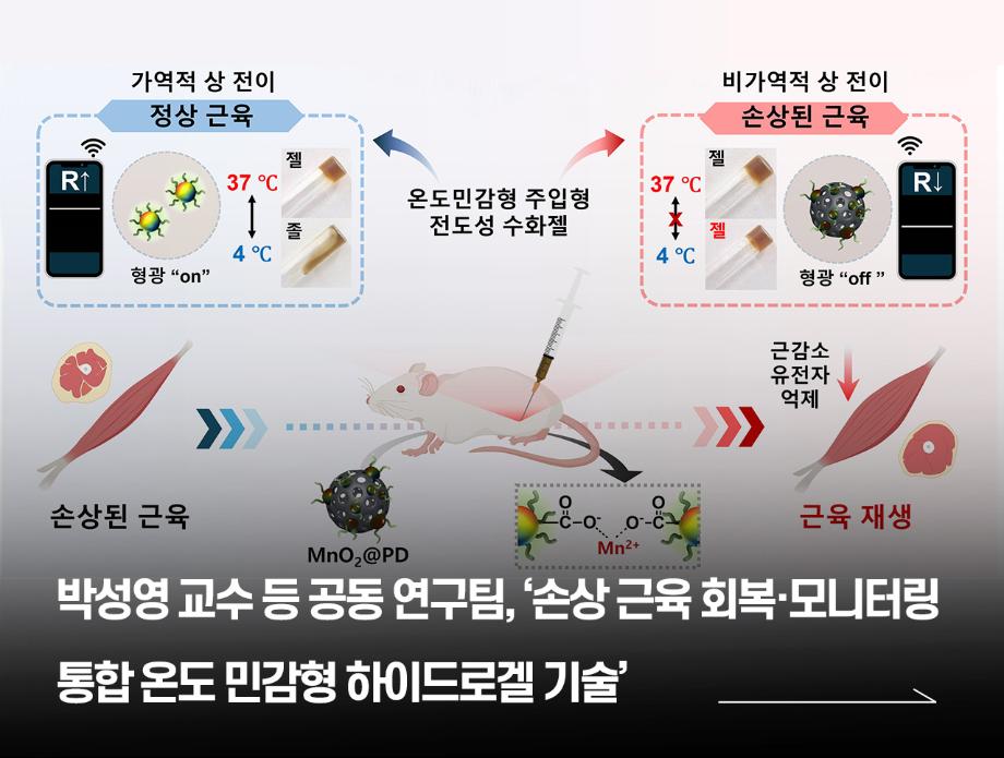 국립한국교통대학교 박성영 교수 등 공동 연구팀, ‘손상 근육 회복·모니터링 통합 온도 민감형 하이드로겔 기술’ 개발