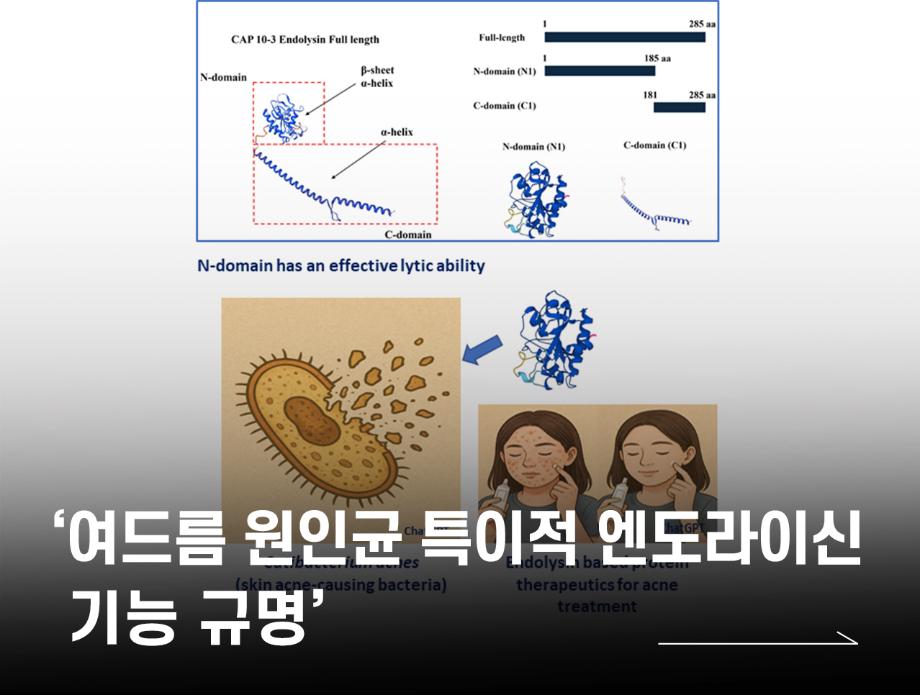 국립한국교통대학교, 생명공학전공 문기성 교수팀‘여드름 원인균 특이적 엔도라이신 기능 규명’